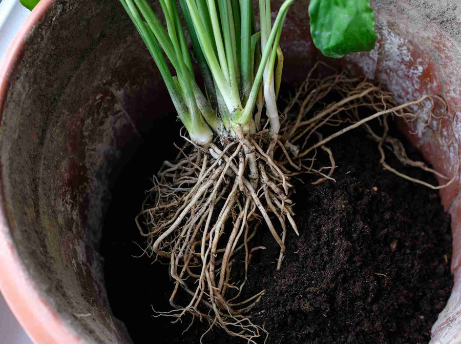 Einblatt vermehren – Teilung, Ableger & Pflege