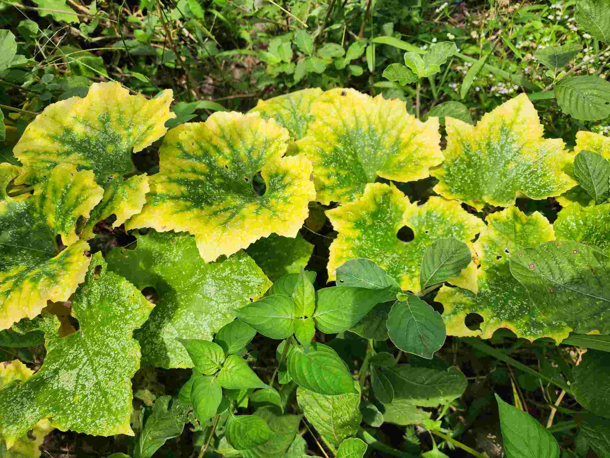 Stickstoffmangel bei Pflanzen erkennen & beheben