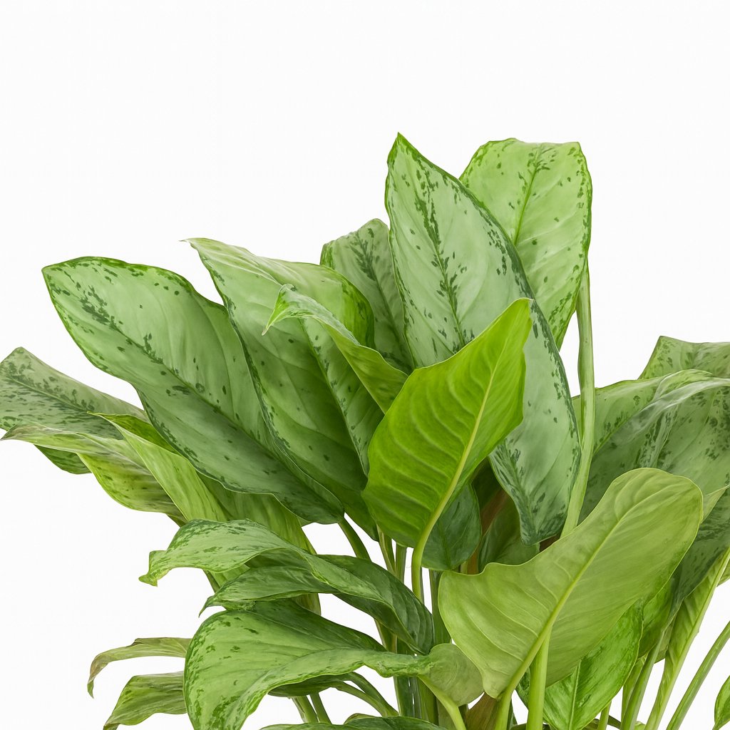 Aglaonema B.J, Freedman - 70cm