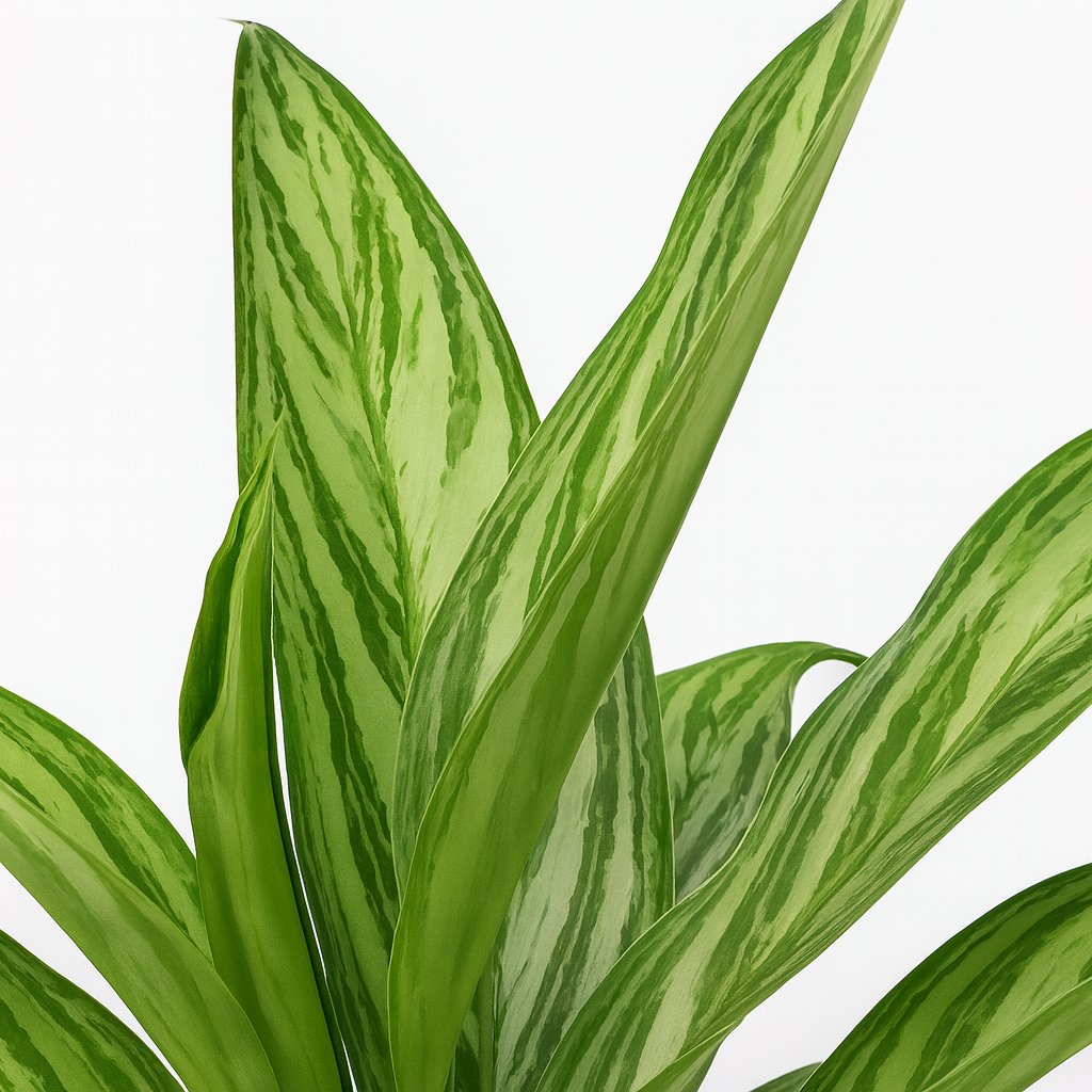 Aglaonema Silver Queen - 45cm