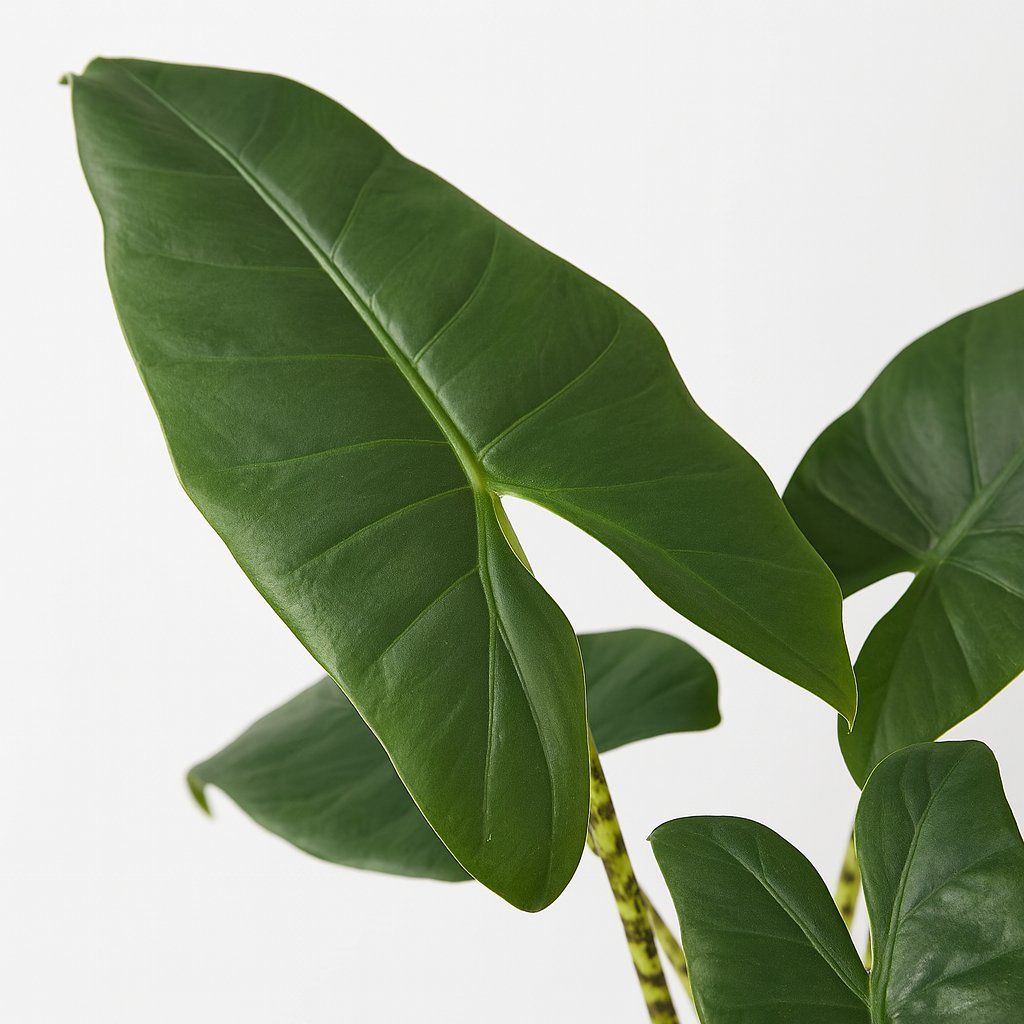 Alocasia Zebrina - 75cm