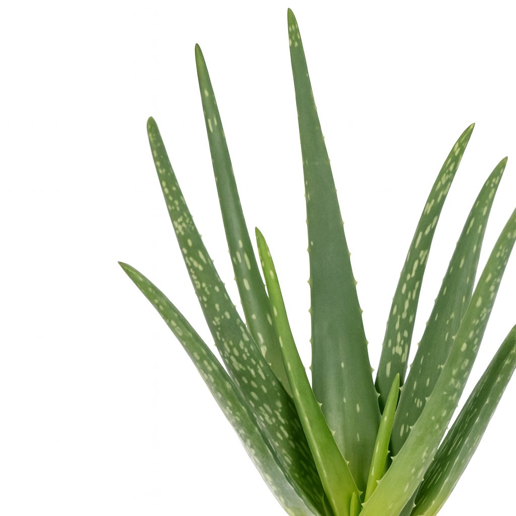 Aloe Vera - 40cm