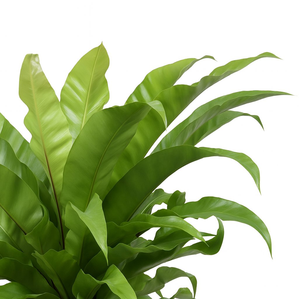 Asplenium Antiquum - 60cm