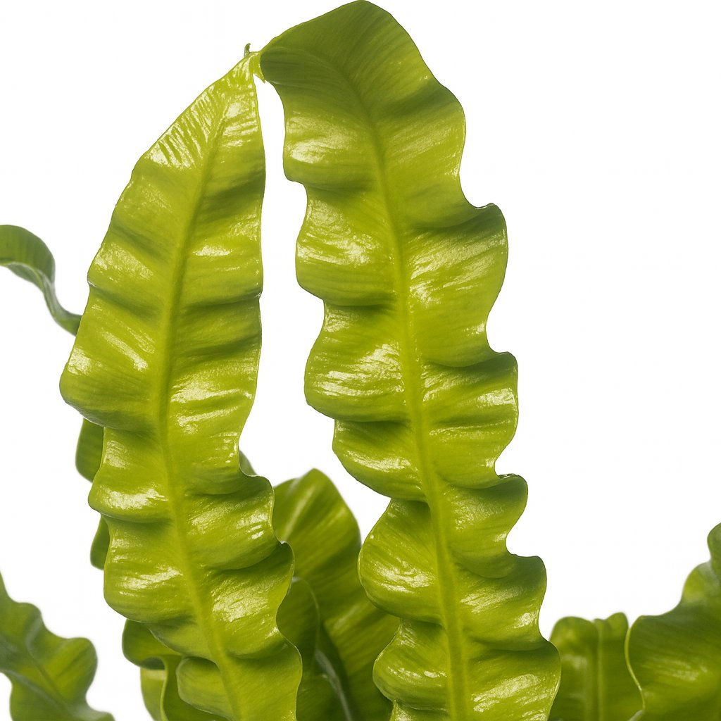 Asplenium Crispy Wave - 25cm