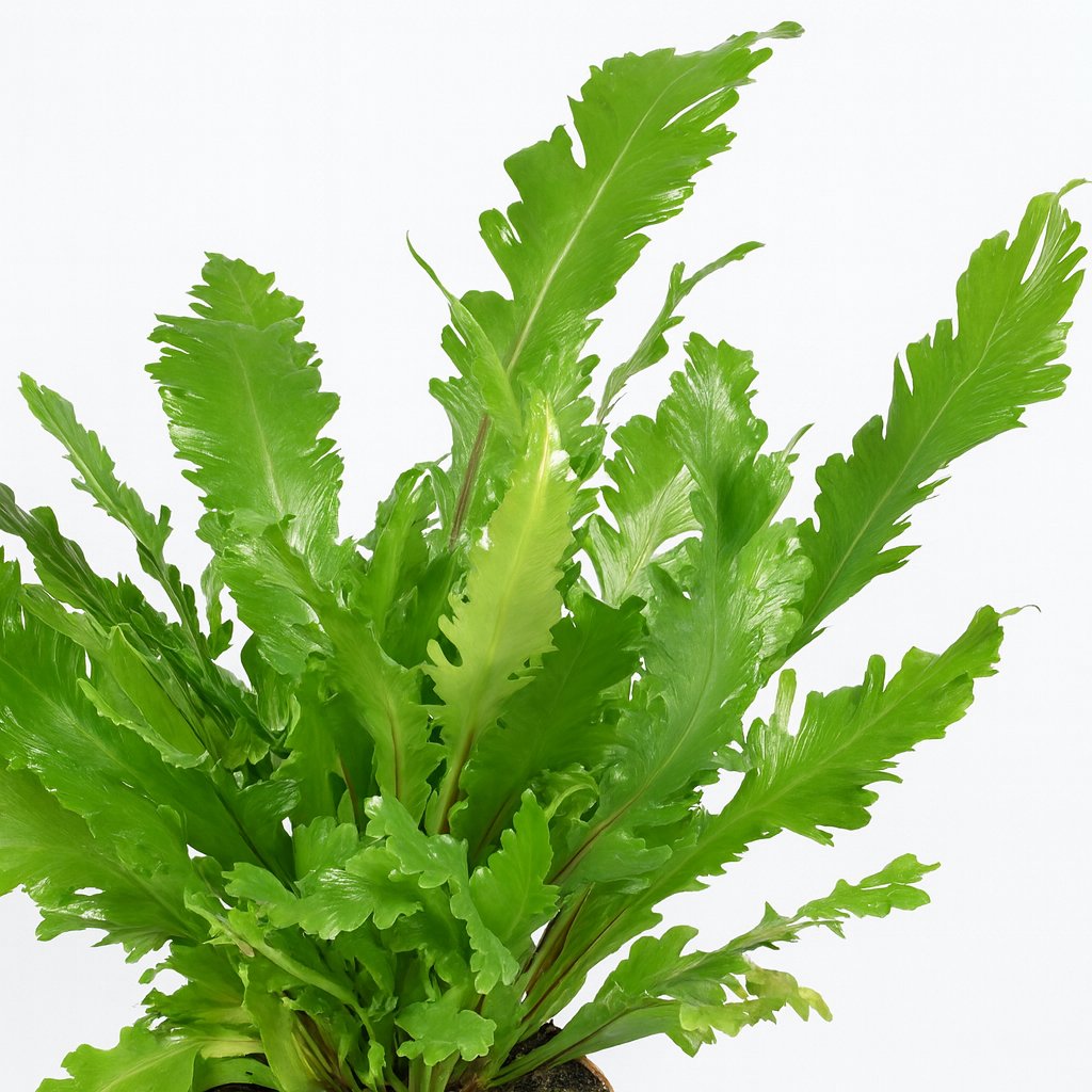 Asplenium Nidus - 45cm