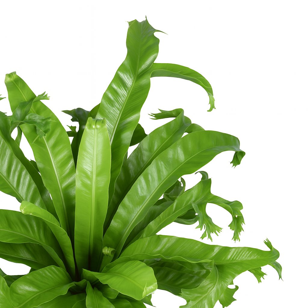 Asplenium Nidus Crissie - 55cm