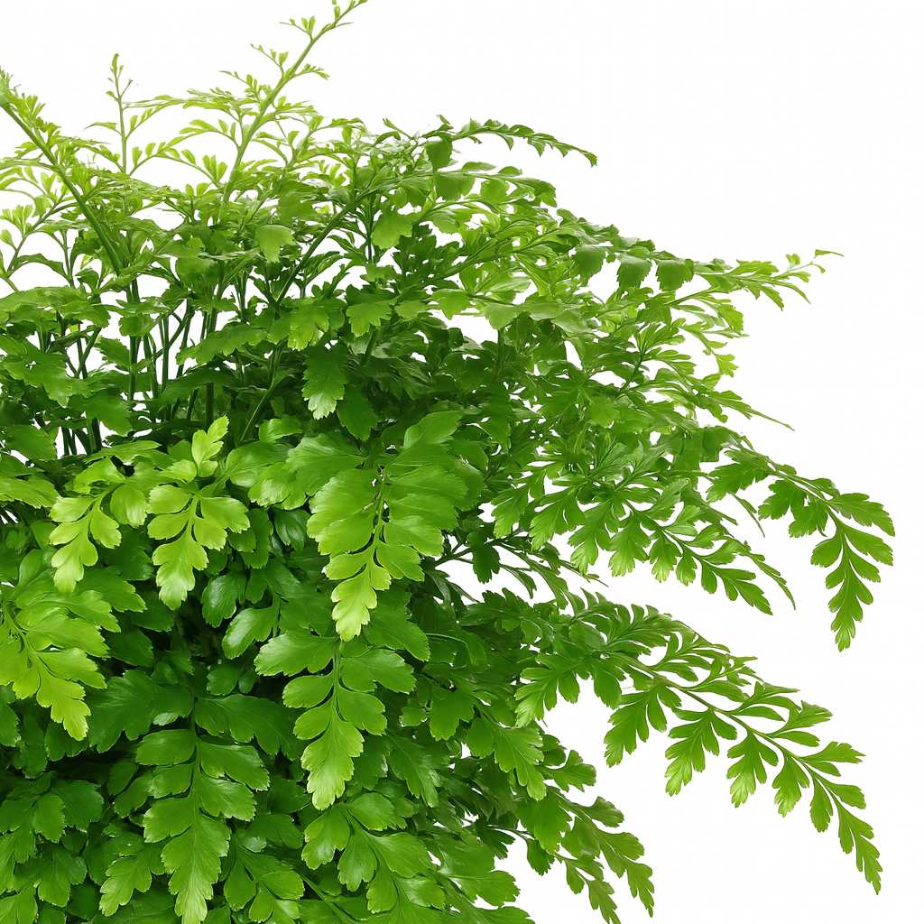 Asplenium Parvati - 30cm