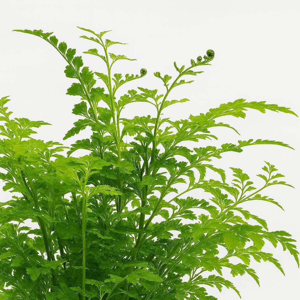 Asplenium Parvati - 35cm