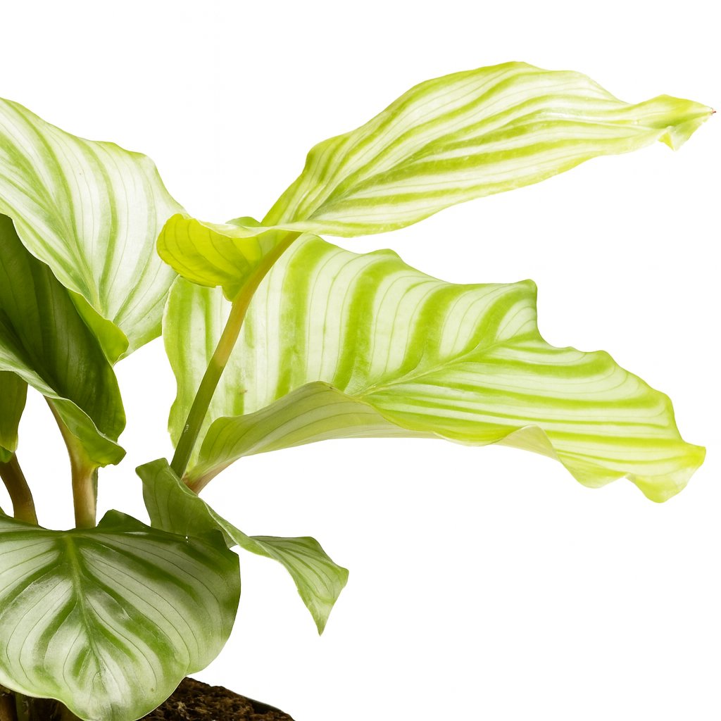 Calathea Orbifolia - 25cm