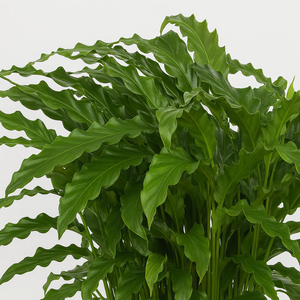 Calathea Bluegrass - 65cm