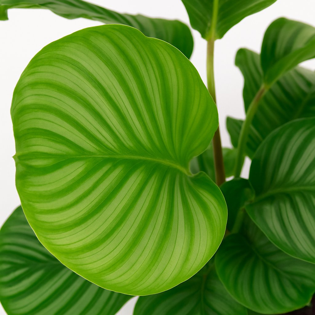 Calathea Orbifolia - 50cm-Nahaufnahme