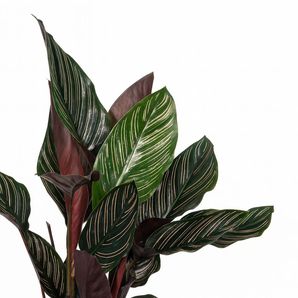 Calathea Ornata - 50cm
