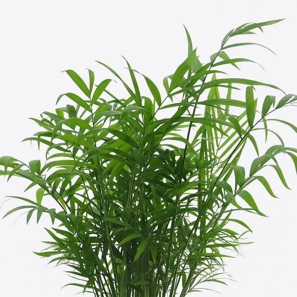 Chamaedorea Elegans - 50cm