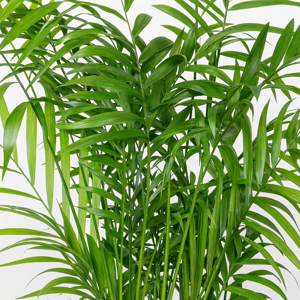 Chamaedorea Elegans - 55cm