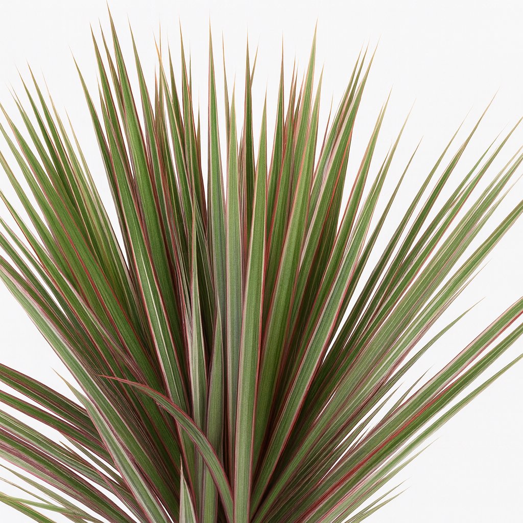 Dracaena Bicolor - 95cm