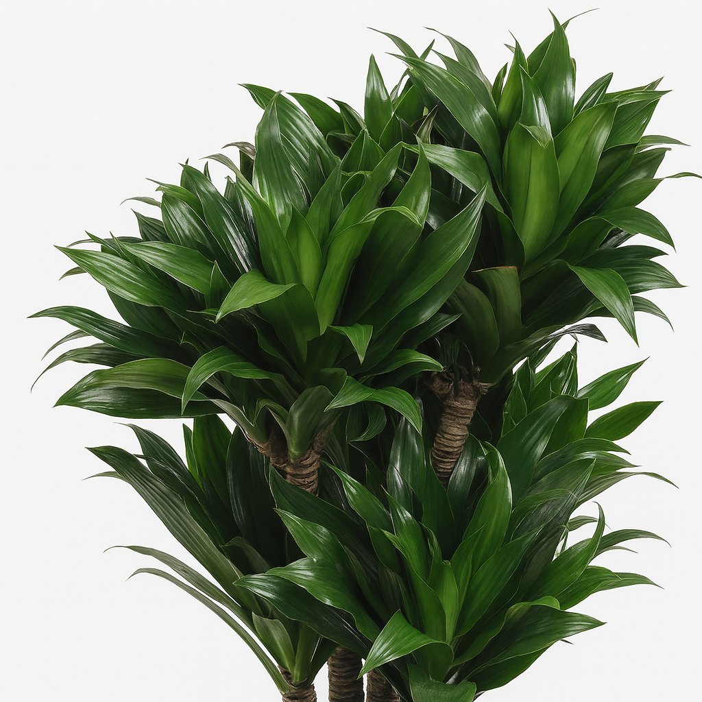 Dracaena Compacta - 80cm