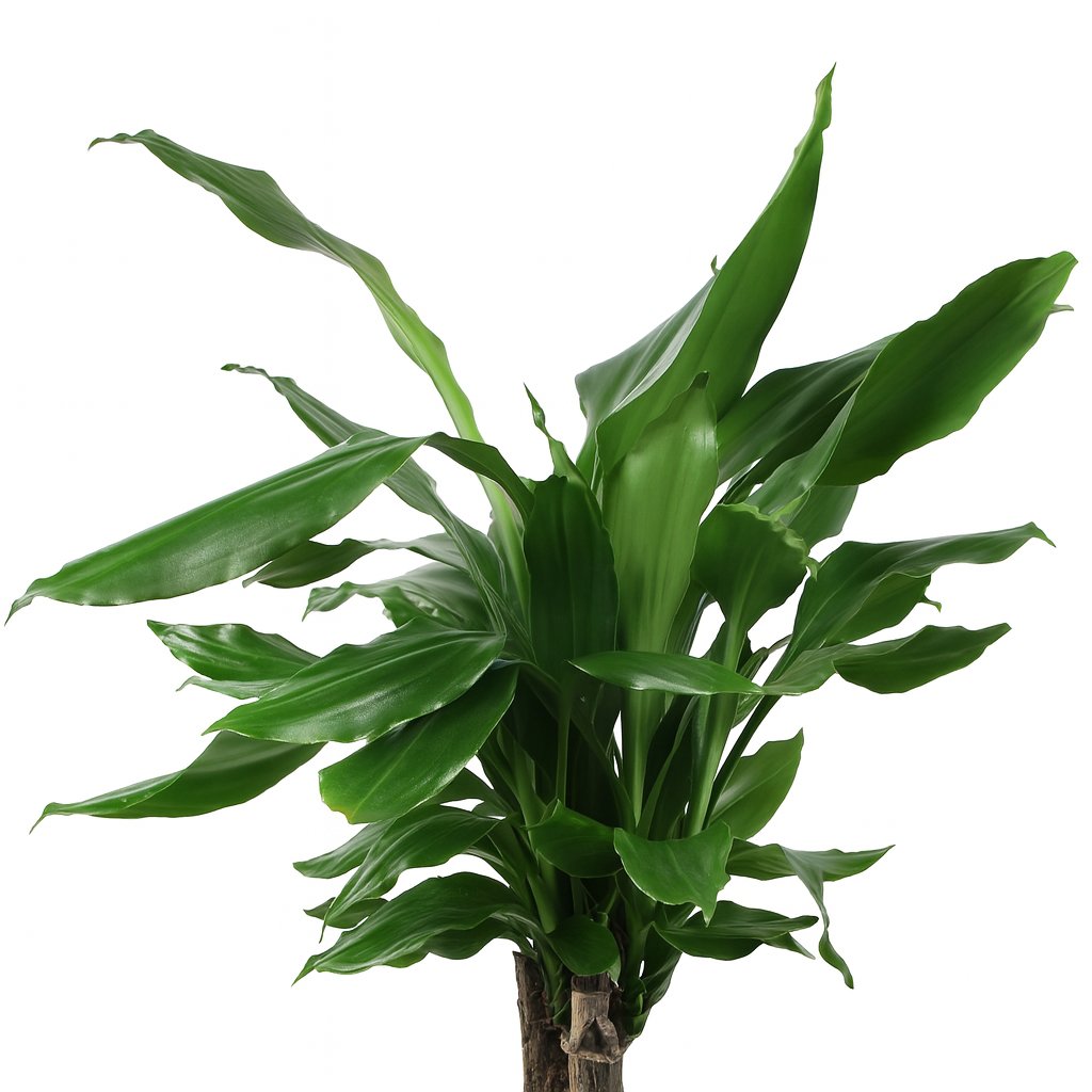 Dracaena Fagrans Steudneri Green - 55cm