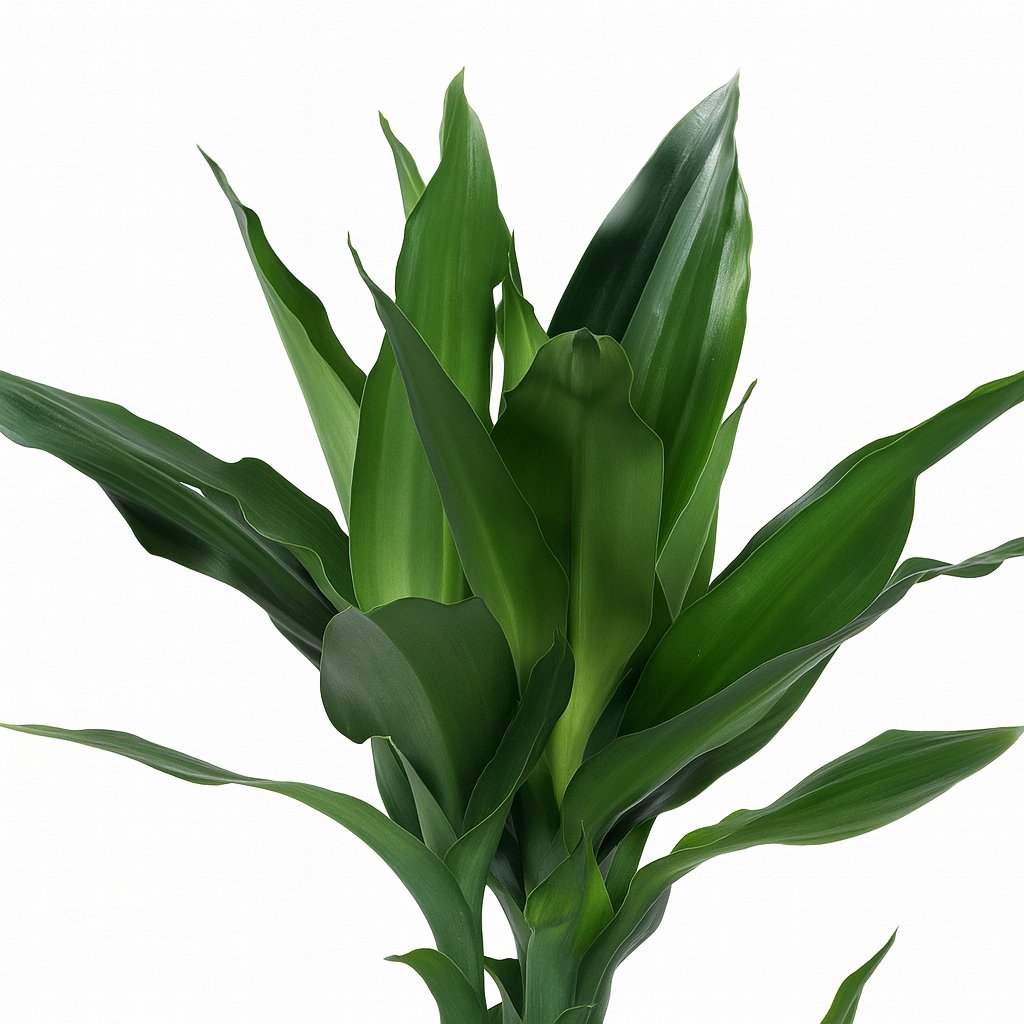 Dracaena Janet Lind - 70cm-Nahaufnahme