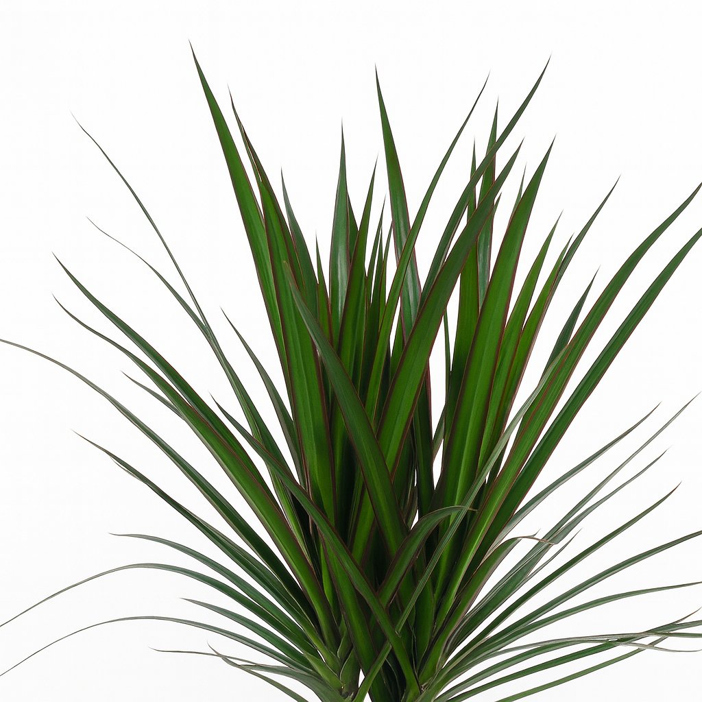 Dracaena Marginata - 75cm