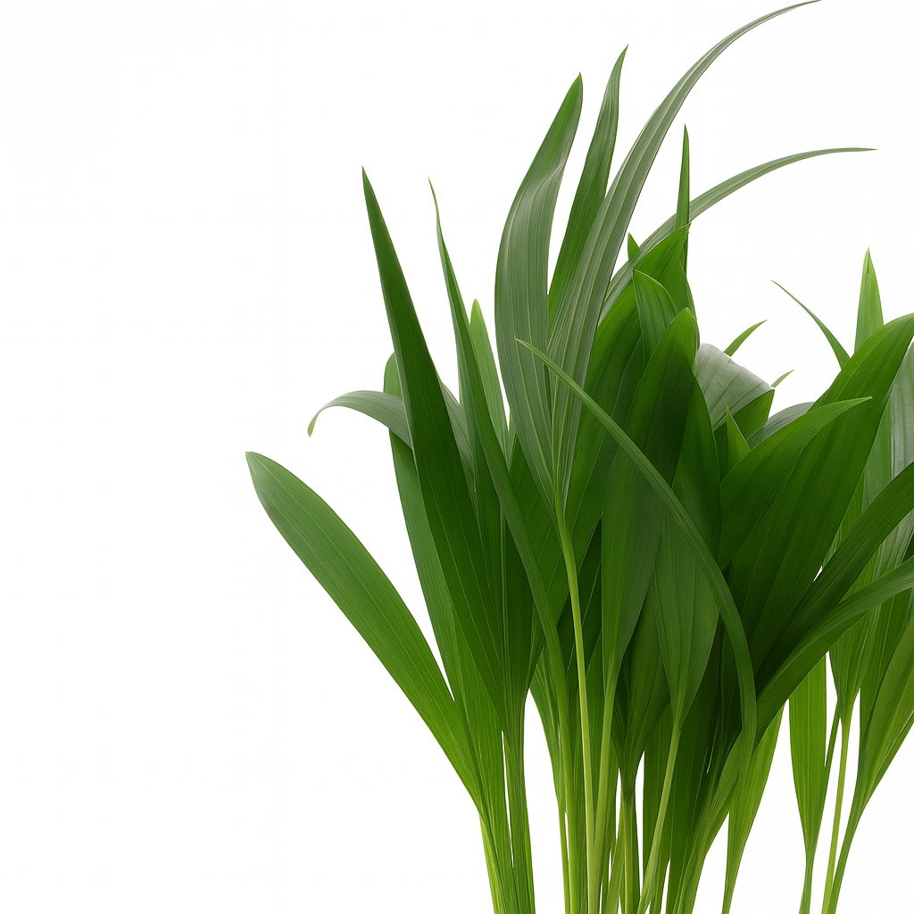 Dypsis Lutescens - 40cm