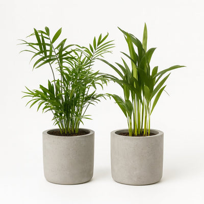 Dypsis lutescens und Chamadorea Duo (2 Stück) - 40cm