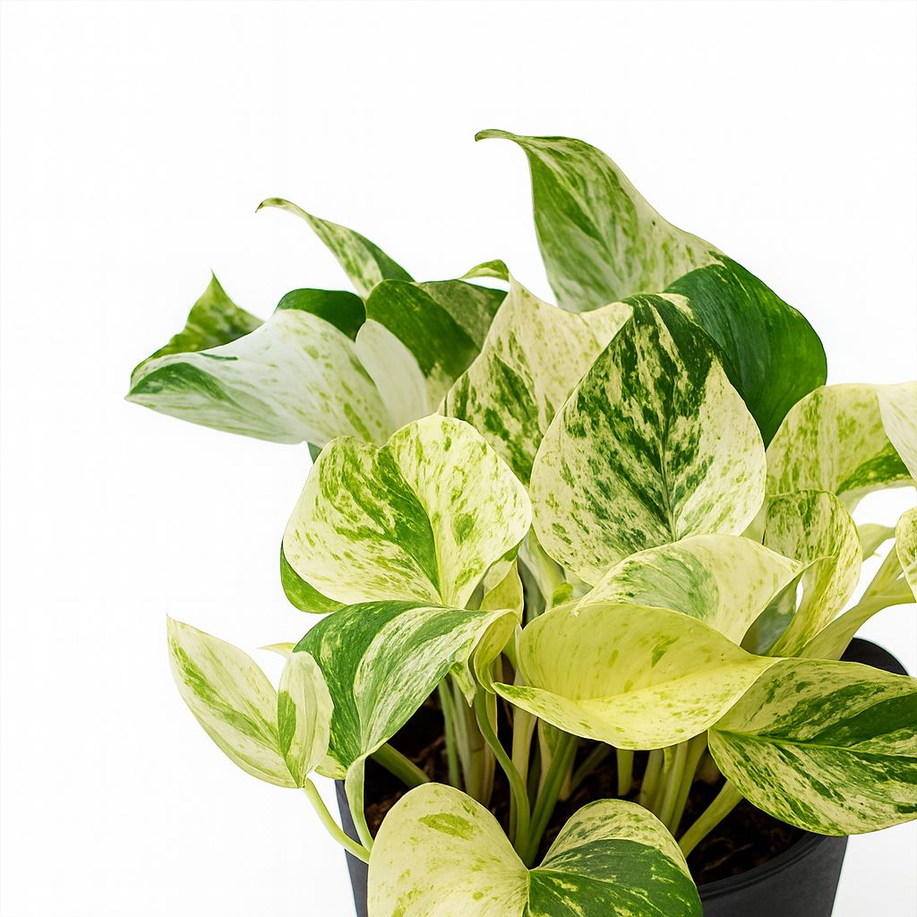 Epipremnum Happy Leaf - 15cm