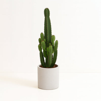 Euphorbia Acrurensis - 60cm