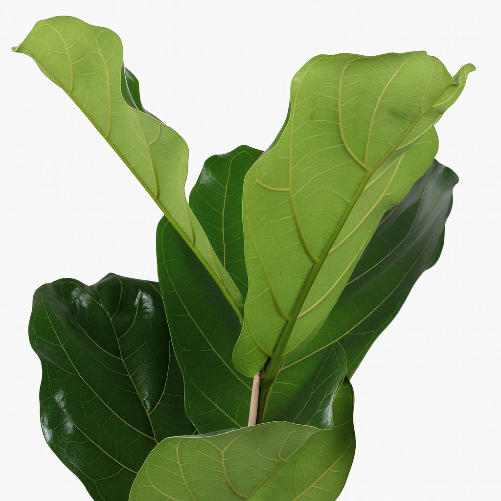 Ficus Lyrata - 60cm