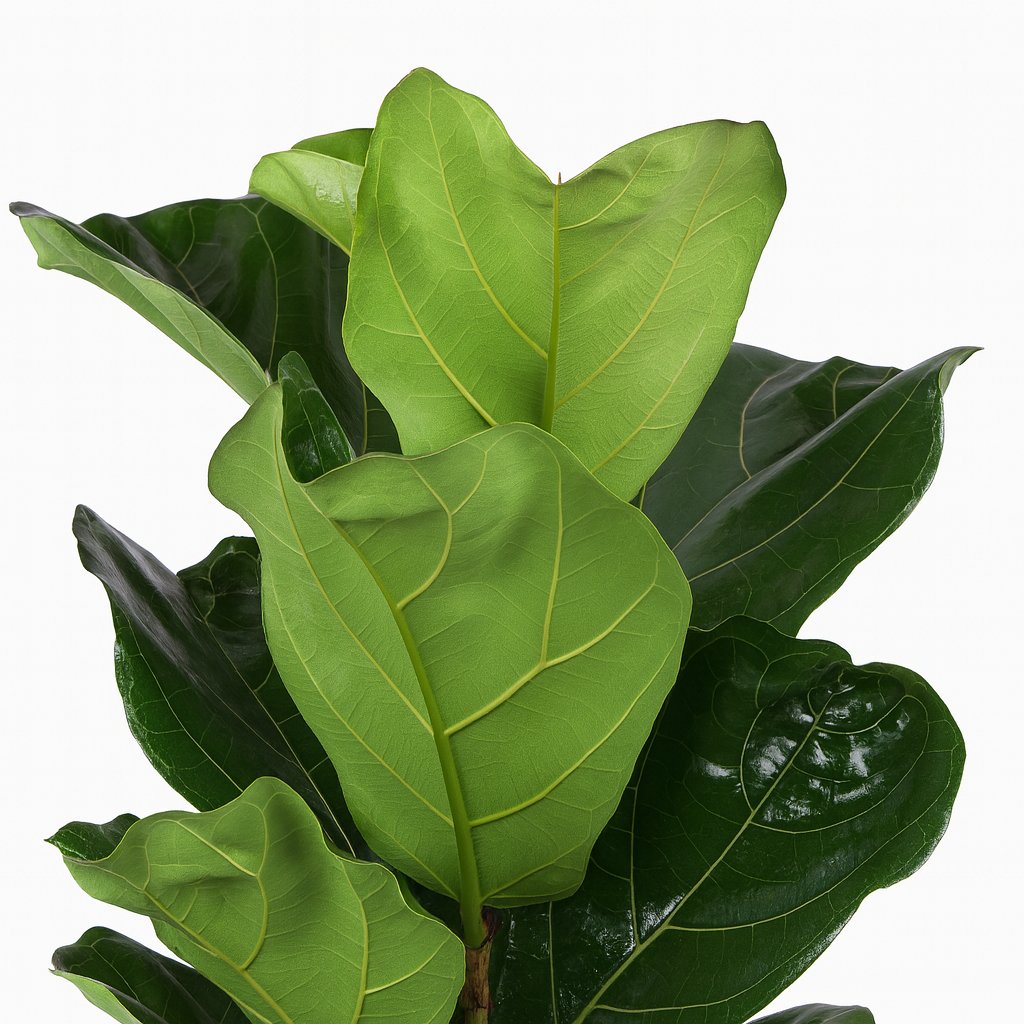 Ficus Lyrata - 90cm