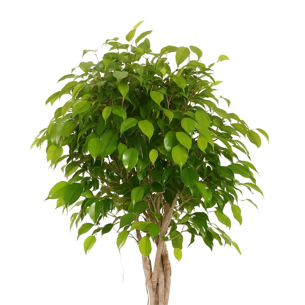 Ficus Benjamina Exotica - 120cm