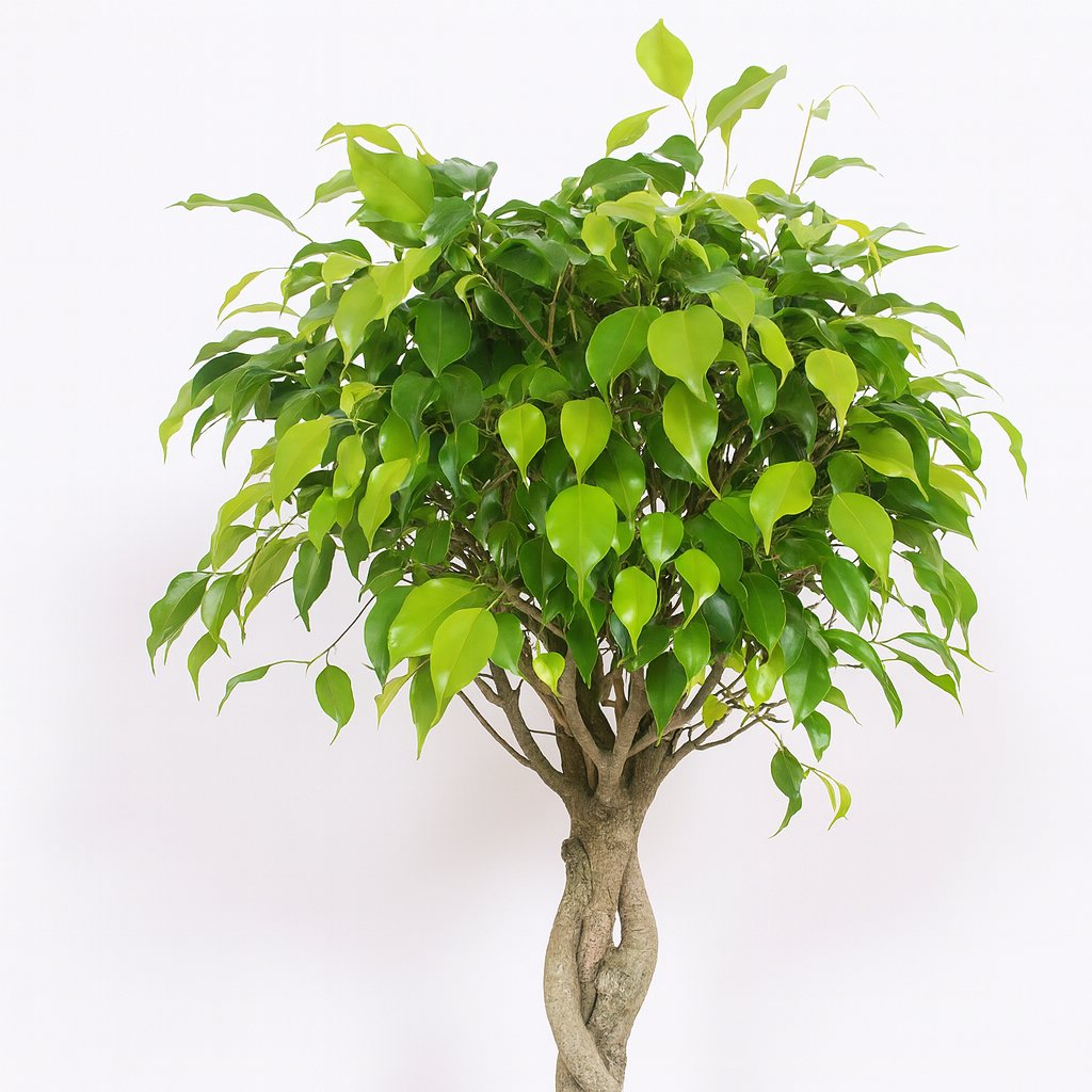 Ficus Exotica - 120cm