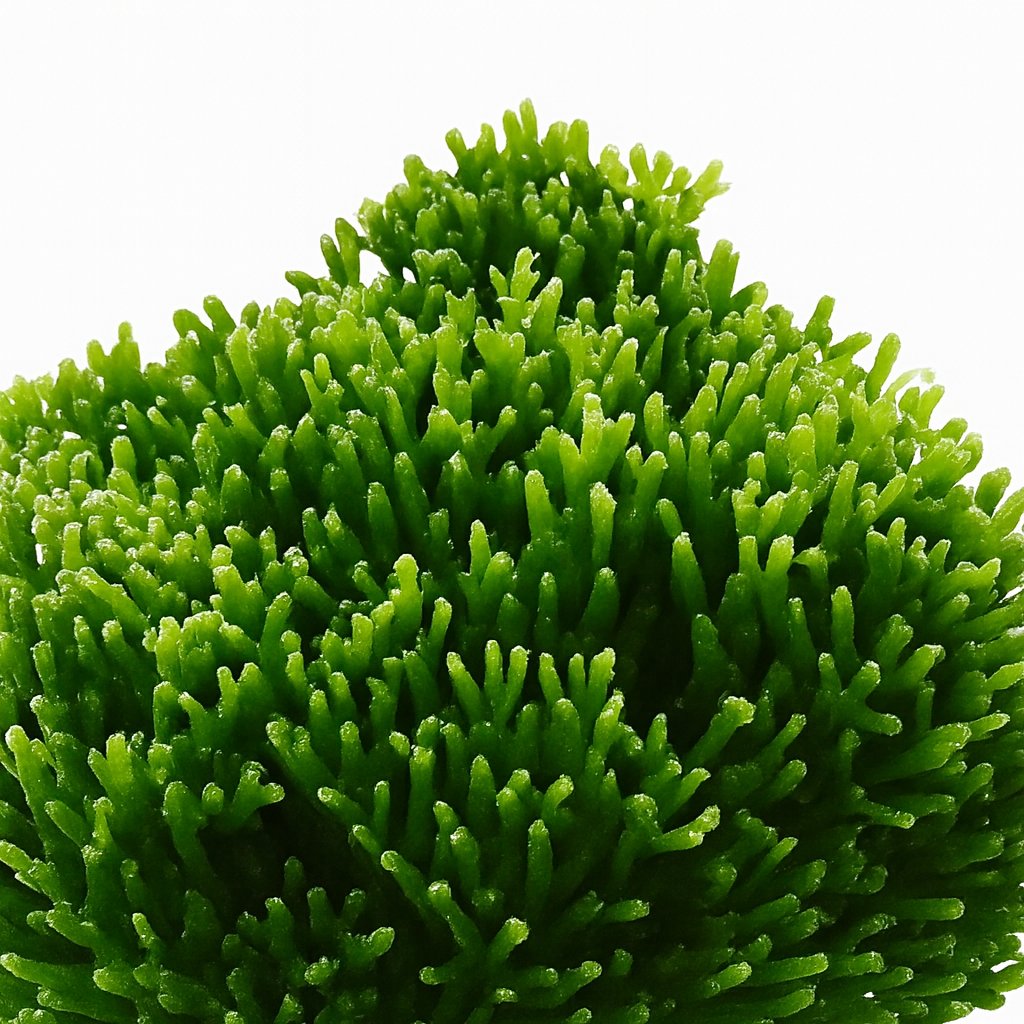 Hatiora Salicornioides - 22cm