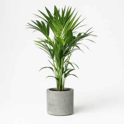 Howea Forsteriana - 120cm