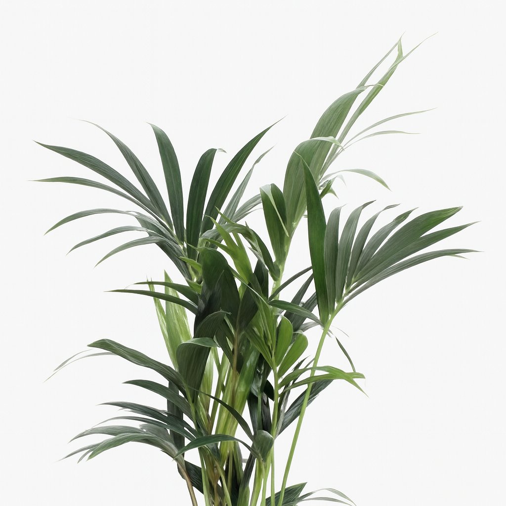 Howea Forsteriana - 120cm