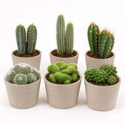 Kaktus-Mix (6 Stück) - 20cm