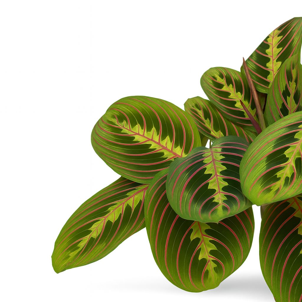 Maranta Fascinator - 20cm