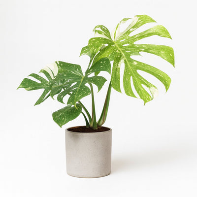 Monstera Thai Constellation - 50cm
