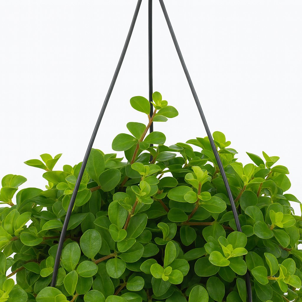 Peperomia Rotundifolia - 25cm