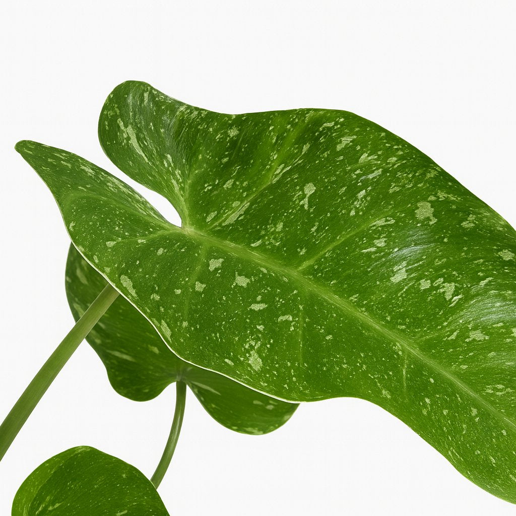 Philodendron Jose Buono - 45cm