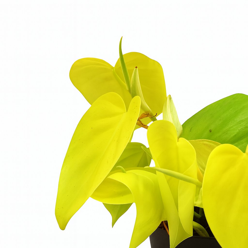 Philodendron Lime - 20cm