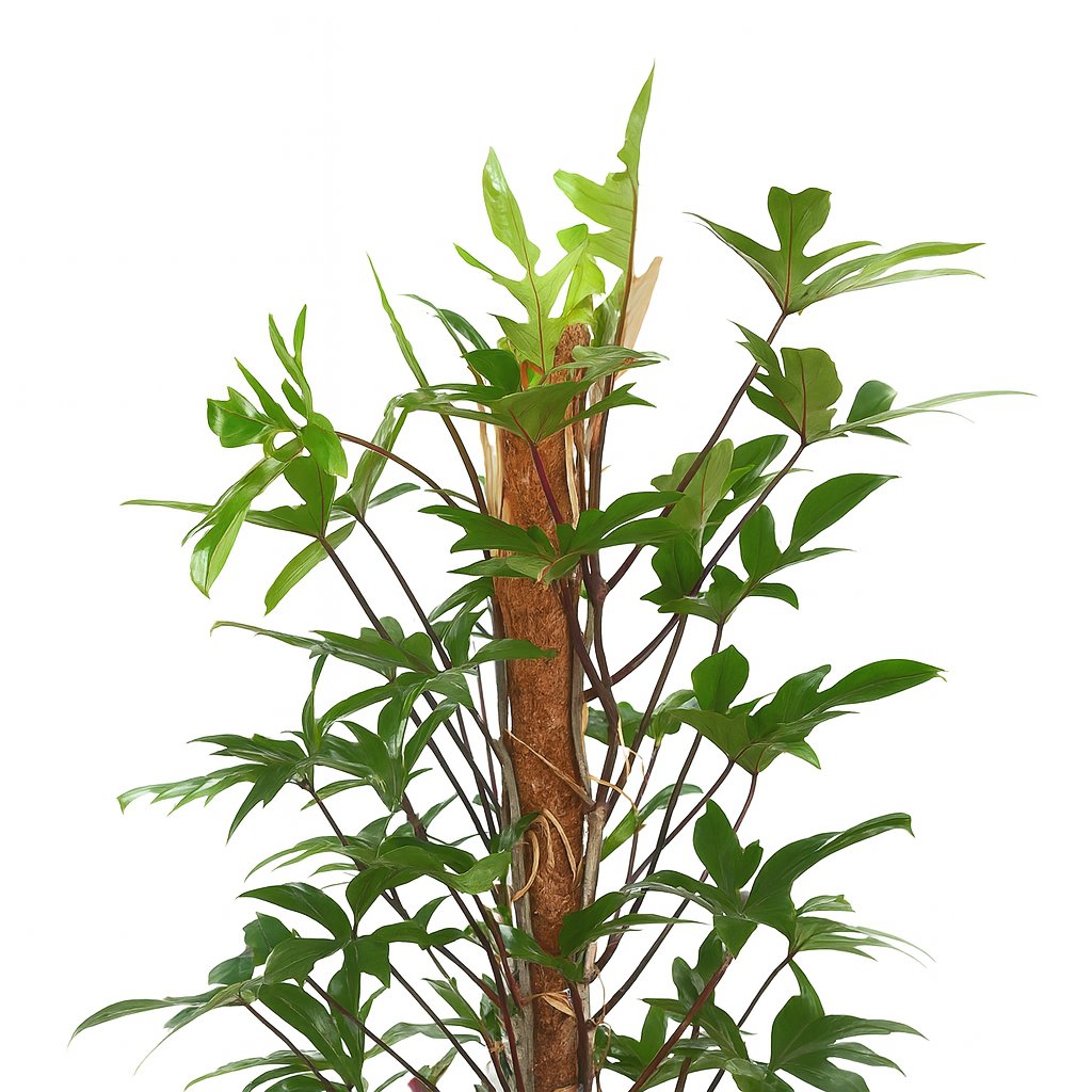Philodendron Pedatum - 120cm