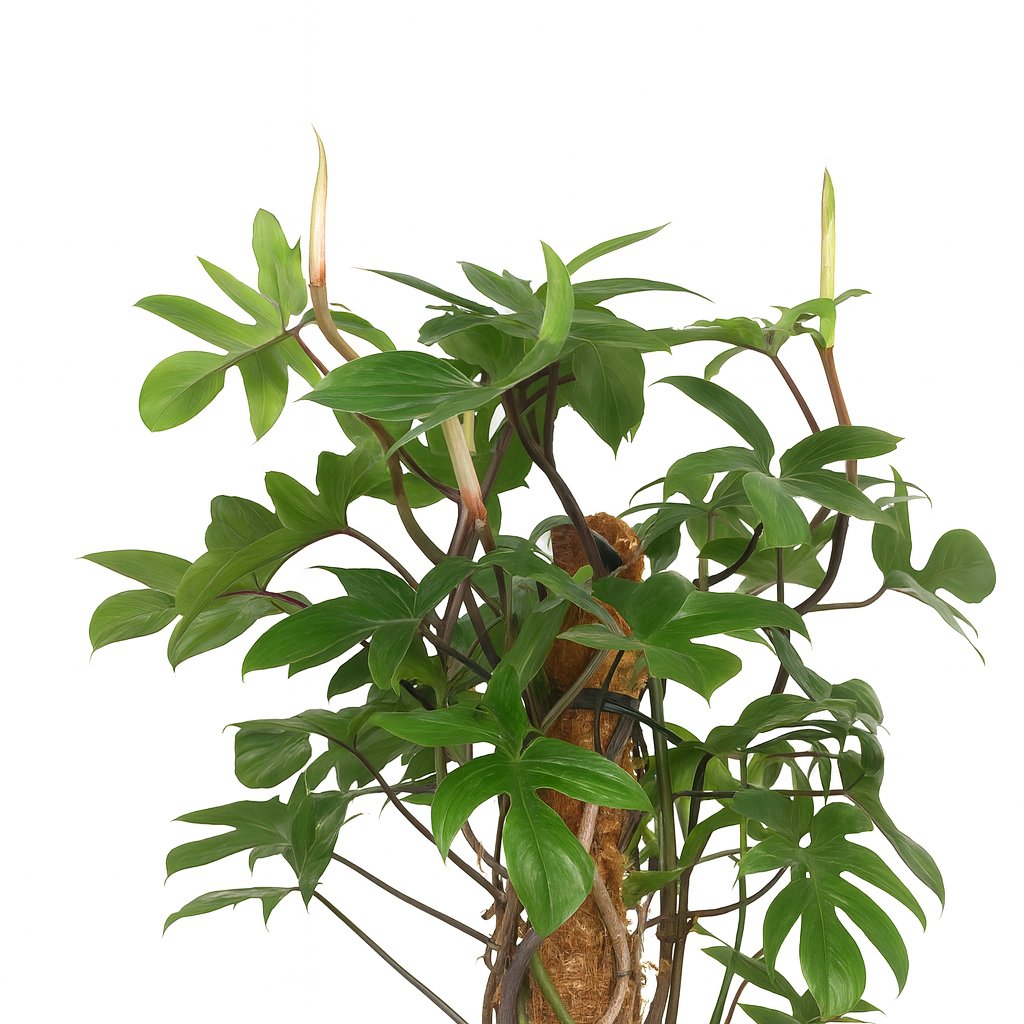 Philodendron Pedatum - 130cm