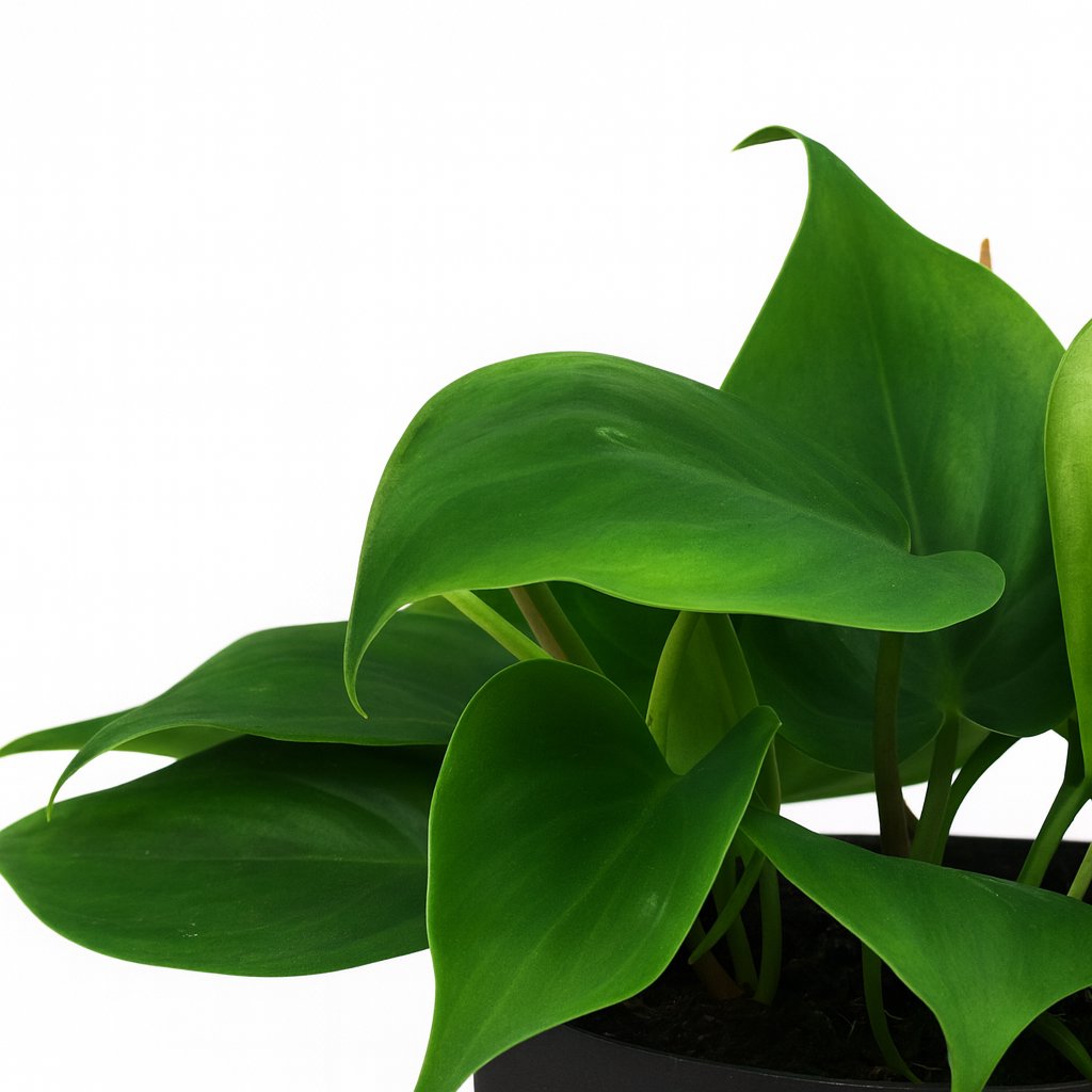 Philodendron Scandens - 20cm