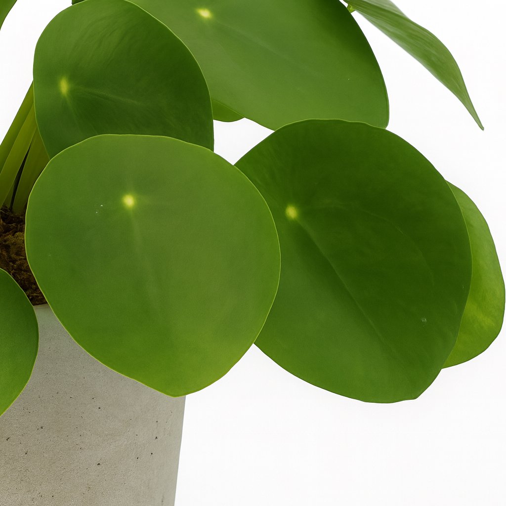 Pilea Peperomioides - 20cm