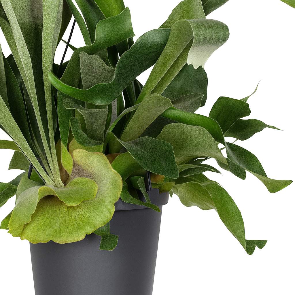 Platycerium Bifurcatum - 30cm-Nahaufnahme