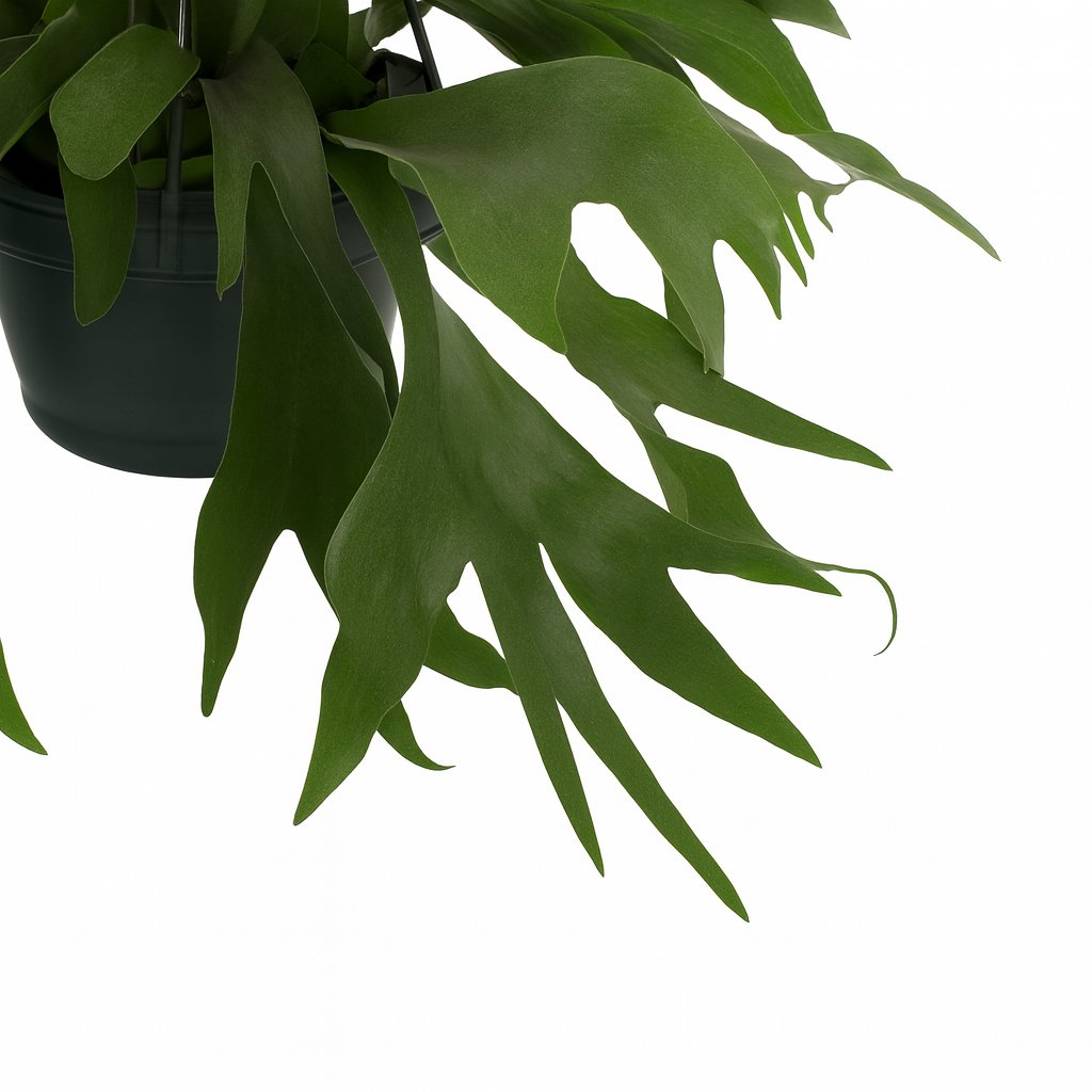 Platycerium Bifurcatum - 50cm