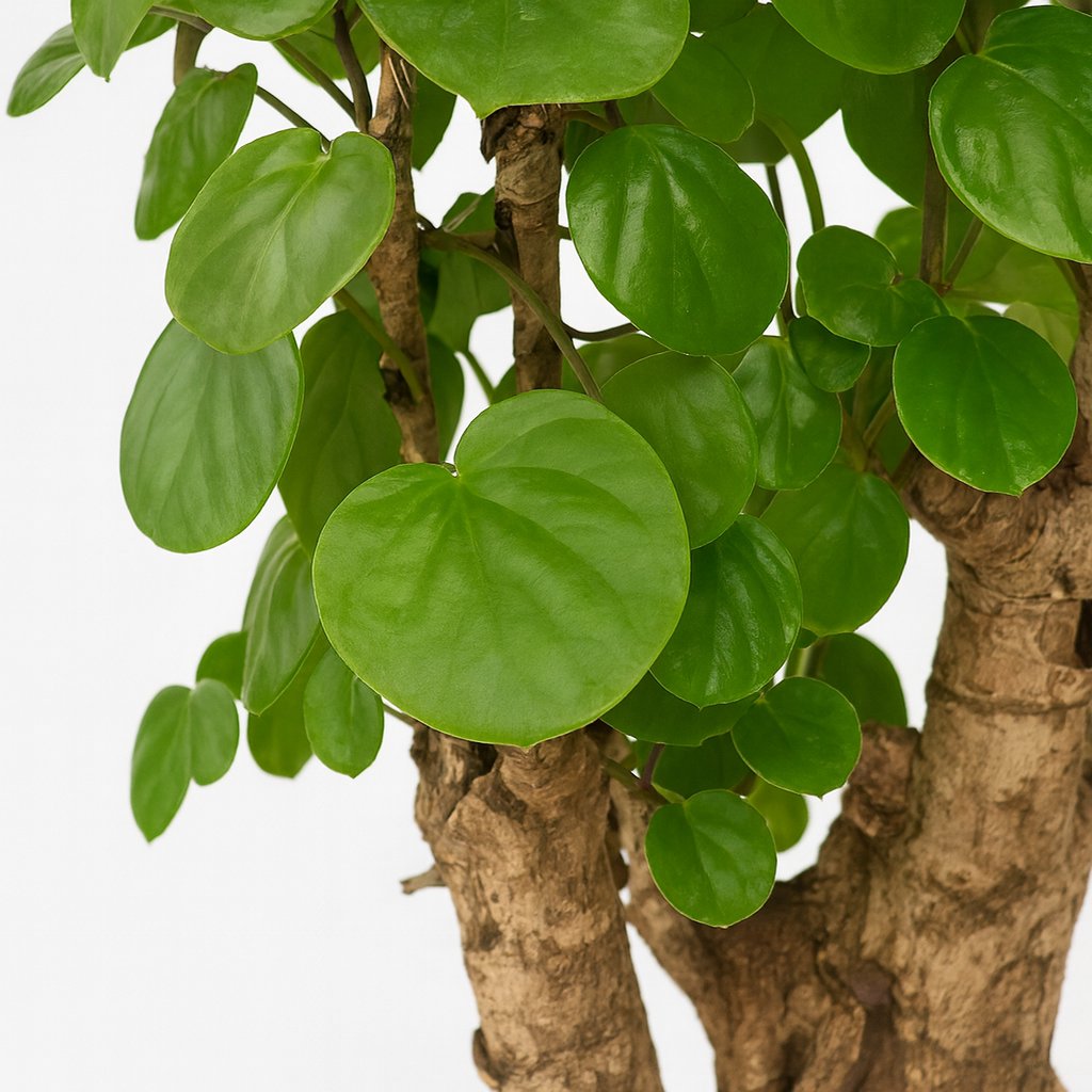 Polyscias Fabian - 60cm