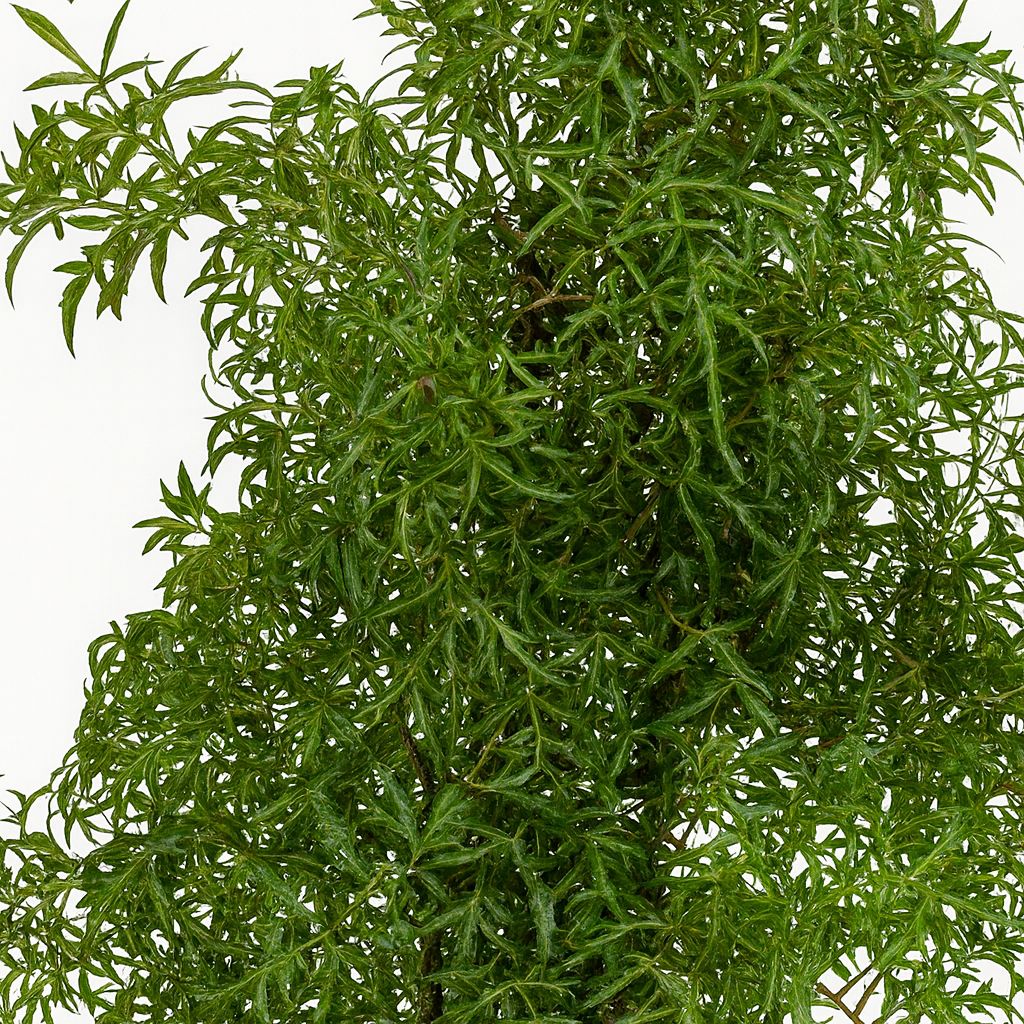 Polyscias Hawaiiana Ming - 65cm