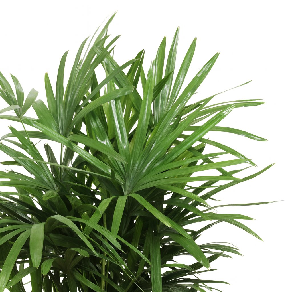 Rhapis Excelsa - 120cm