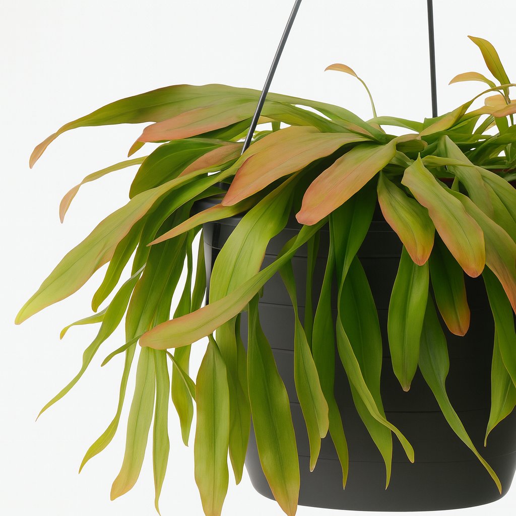 Rhipsalis Red Coral - 25cm